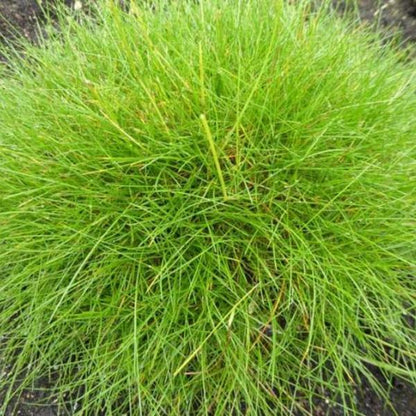 Zwenkgras (Festuca gautieri) - Gartenpflanzen