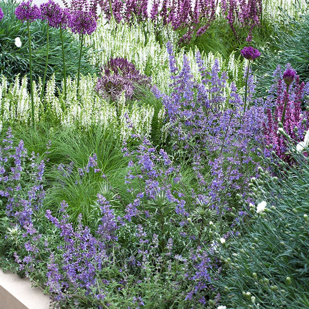 Grenz-Aktionspaket - Gartenpflanzen