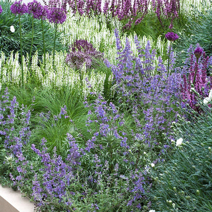 Grenz-Aktionspaket - Gartenpflanzen