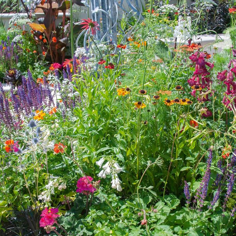 Grenz-Aktionspaket - Gartenpflanzen