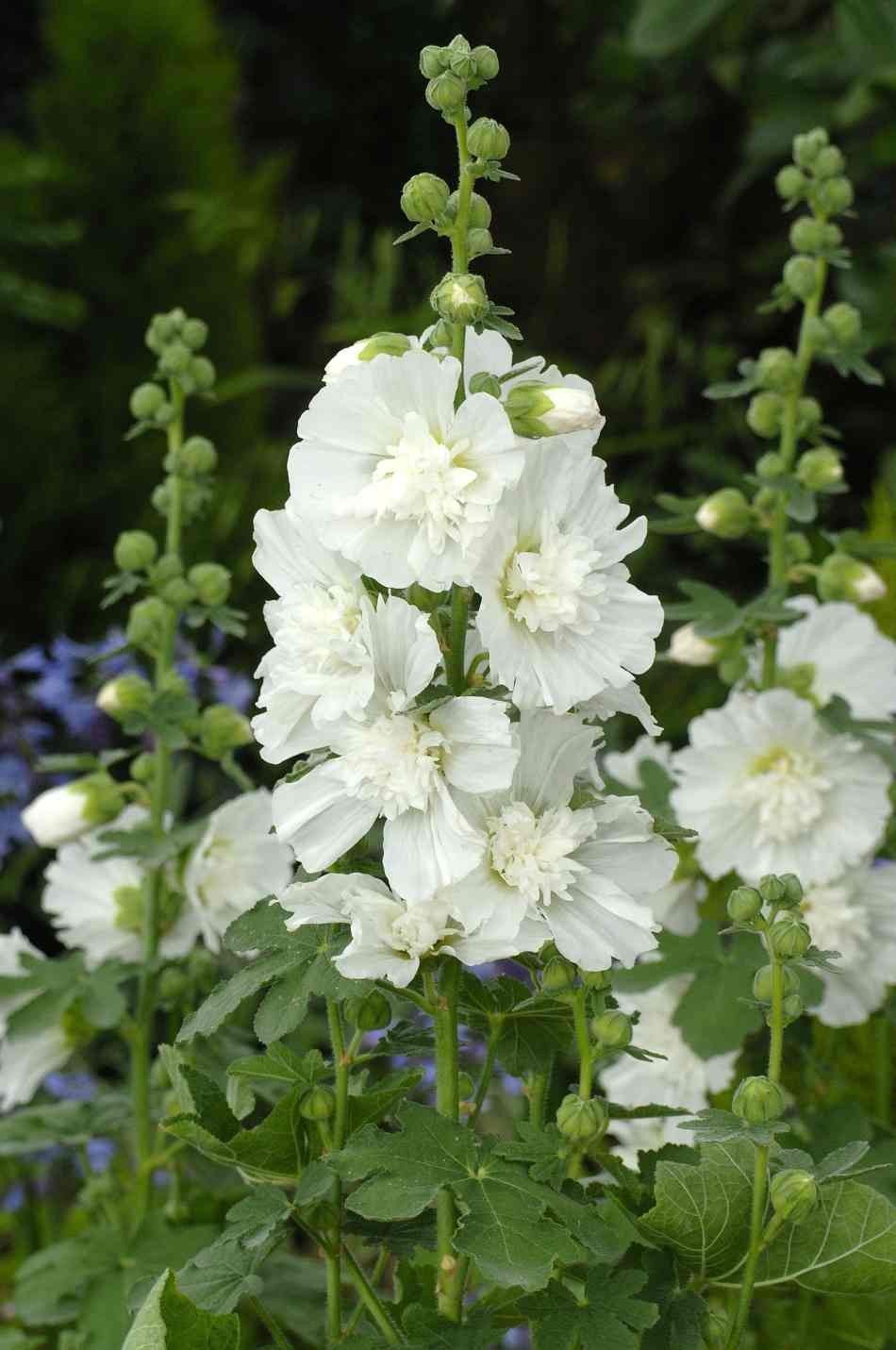 Stokroos (Alcea rosea 'Alba') - Tuinplanten