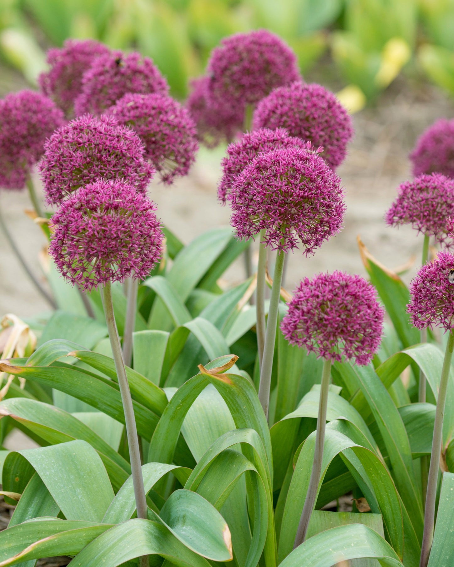 Allium Ostara - 5 stuks - Bloembollen