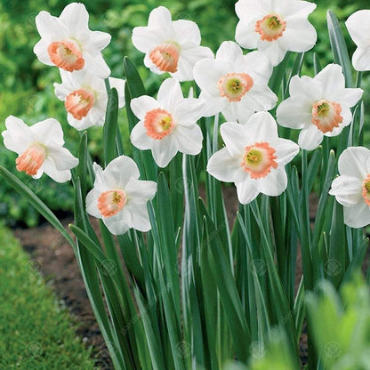 Narcis Mini Pink Pride - 20 stuks - Bloembollen