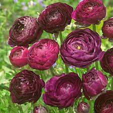 Ranunculus Purple Sensation - 15 Stück