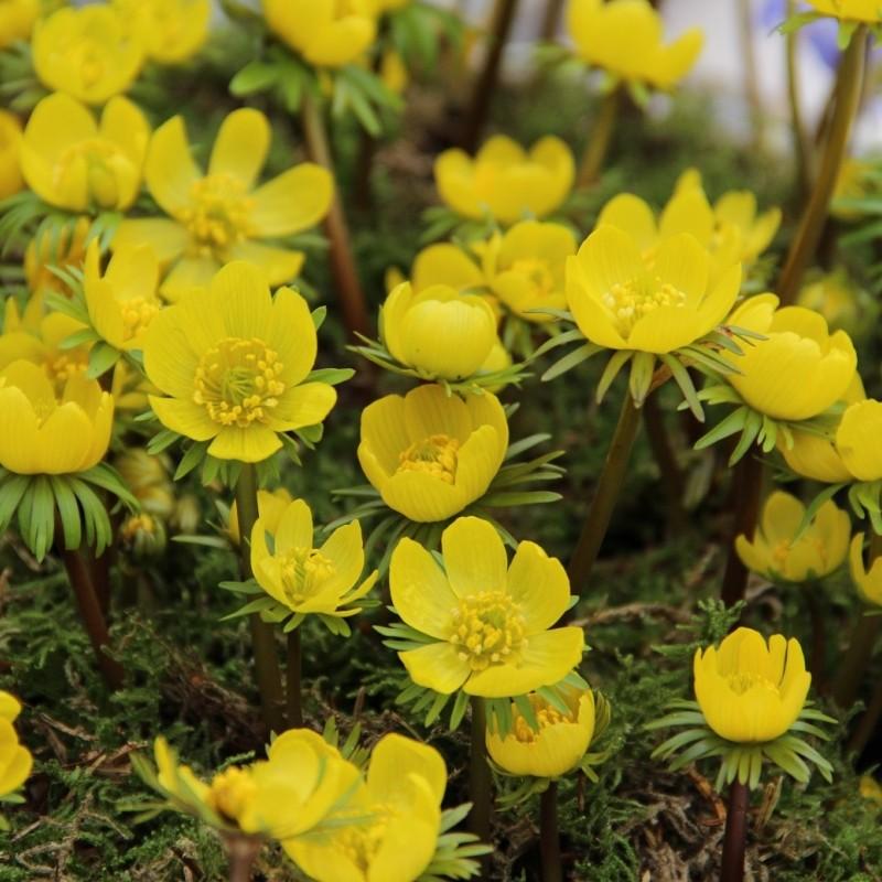 Eranthis Cilicica - 30 stuks - Bloembollen