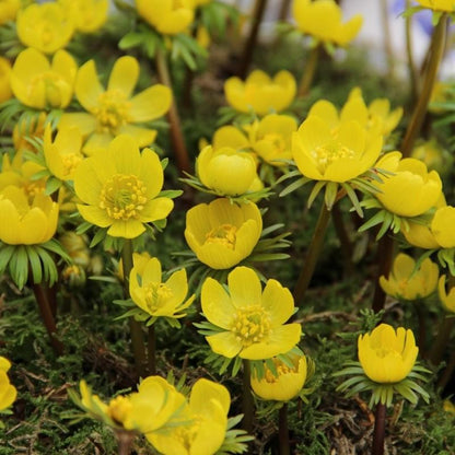 Eranthis Cilicica - 30 stuks - Bloembollen