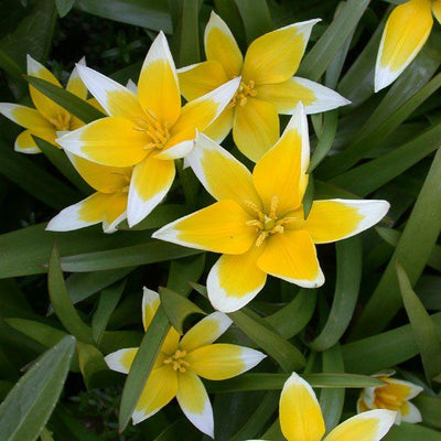 Tulipa Tarda - 50 Stück