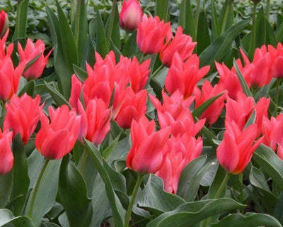 Tulipa Toronto, Greigii - 15 Stück