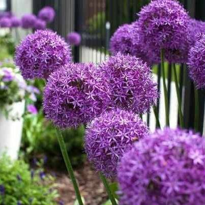 Allium Pinball Wizard - 2 stuks - Bloembollen