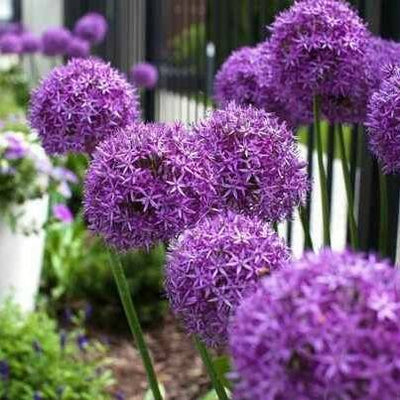 Allium Pinball Wizard - 2 Stück