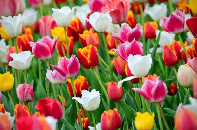 Tulipa Greigii Mix – 15 Stück