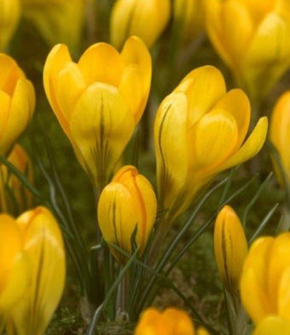 Crocus Grootbloemig, Geel - 25 stuks - Bloembollen