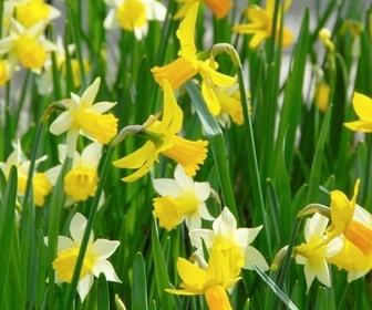 Narcis Trompet, Mix - 20 stuks - Bloembollen