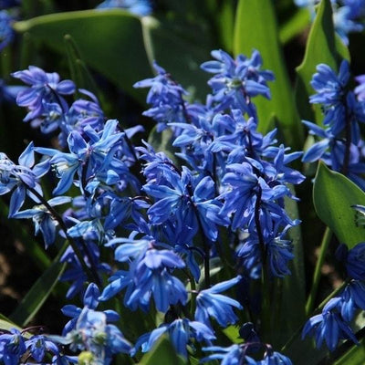 Scilla Siberica - 40 Stück