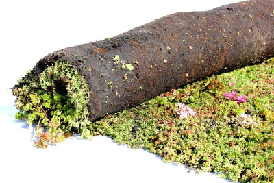 Sedum-Mix-Paket - 1 m²