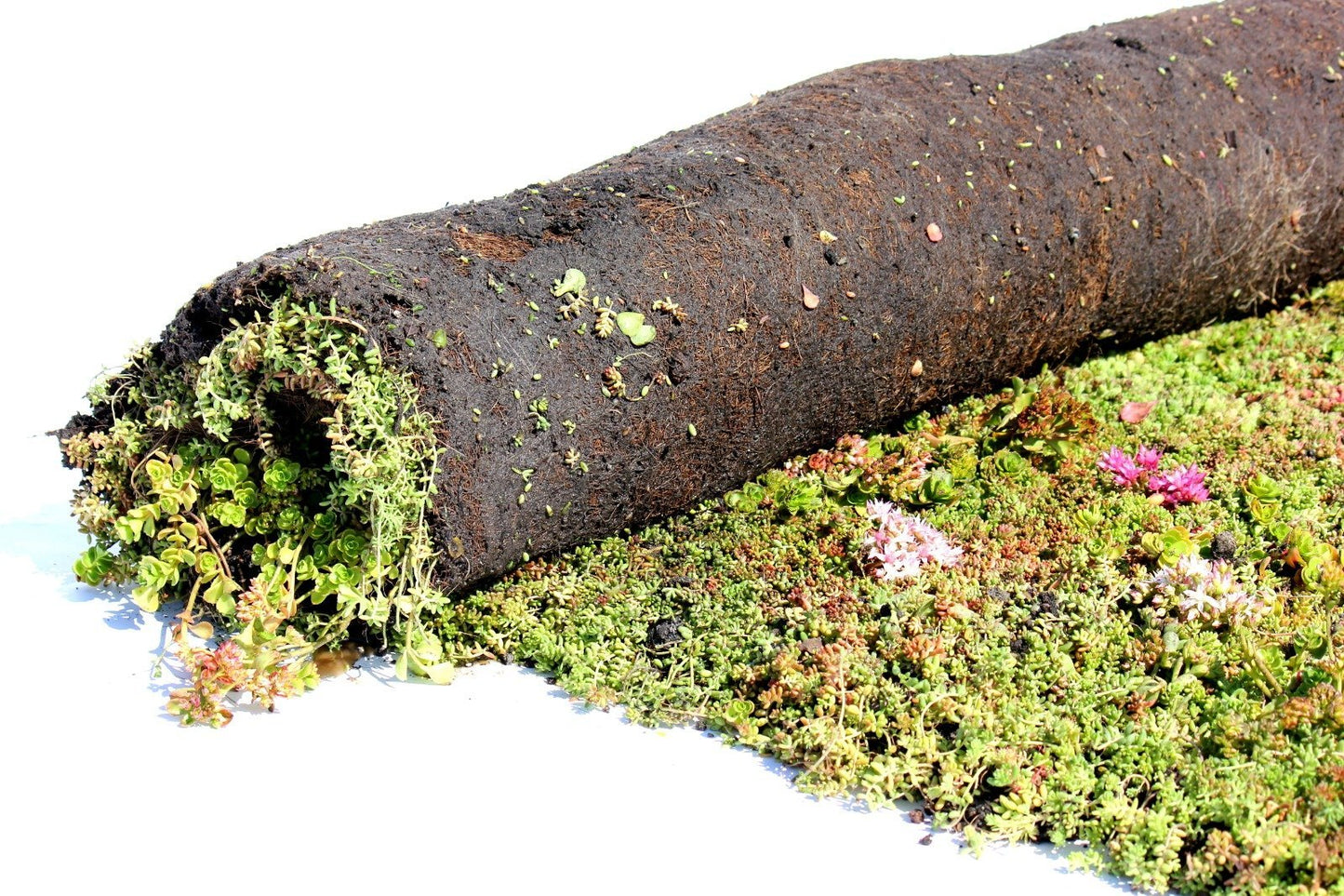 Sedummixmat - 1m2 - Groendak