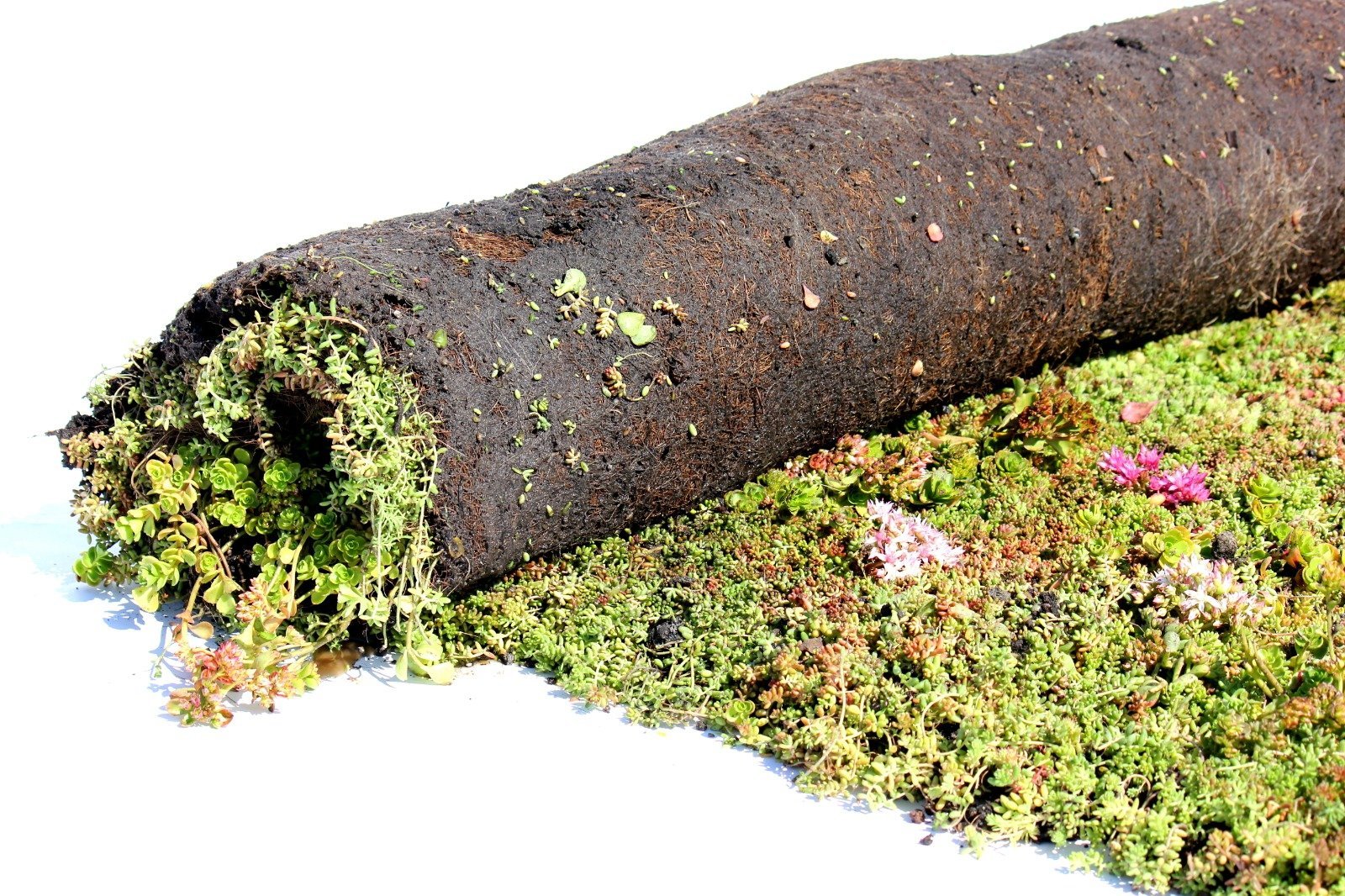 Sedummixmat - 1m2 - Groendak