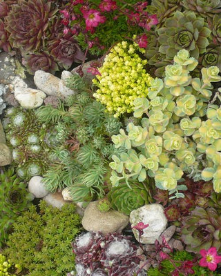 Sedum-Mischung (Randpaket)
