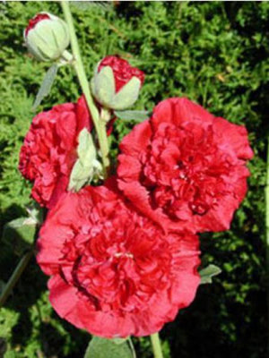 Stockrose (Alcea rosea 'Rubrum')
