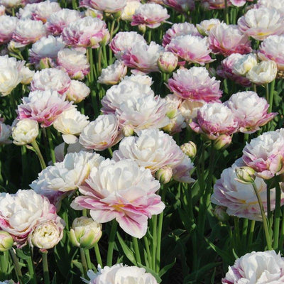 Tulipa Double Early Ice Wonder – 15 Stück