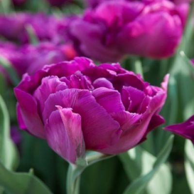 Tulipa Negrita Papagei, Sittich - 10 Stück