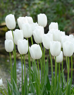 Tulipa Maureen, Einzelblätter - 15 Stück