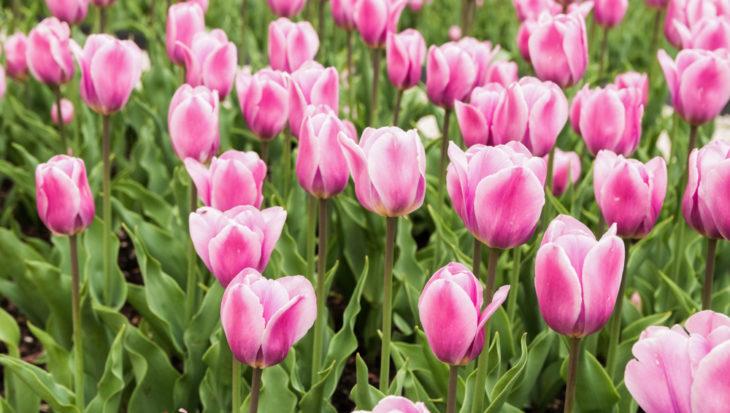 Tulipa Dubbel Laat Upstar - 20 stuks - Bloembollen
