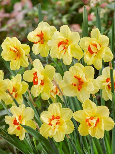 Narcis Dubbel Mix - 20 stuks - Bloembollen